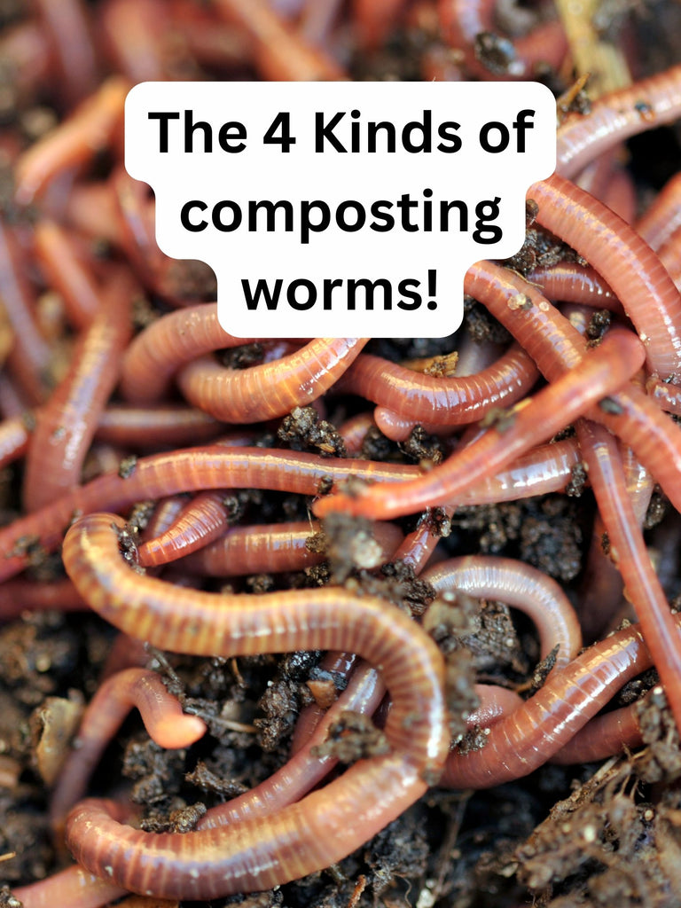 The 4 different types of Composting Worms