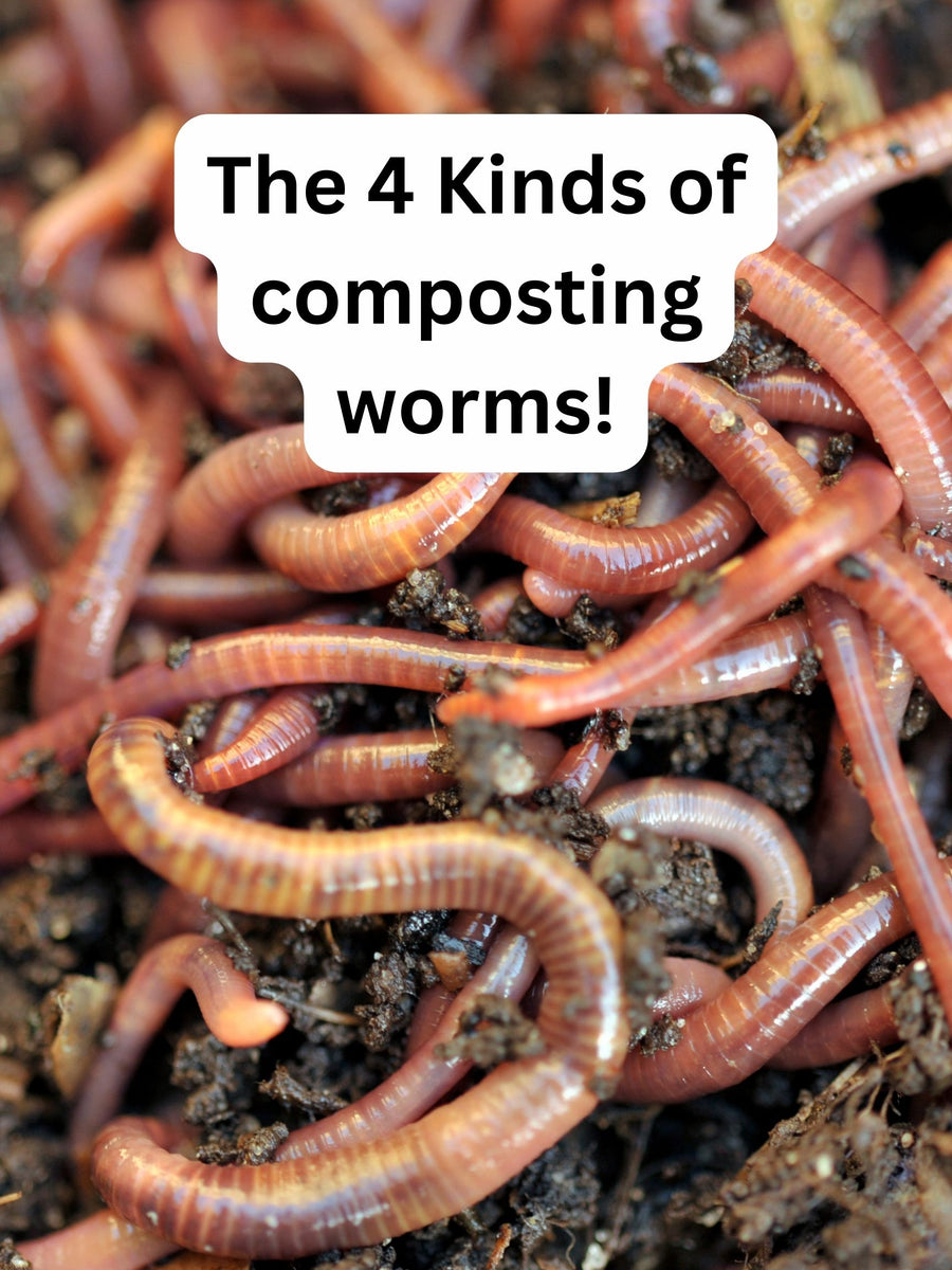 Compost Creatures The 4 different types of Composting Worms – SD Microbes