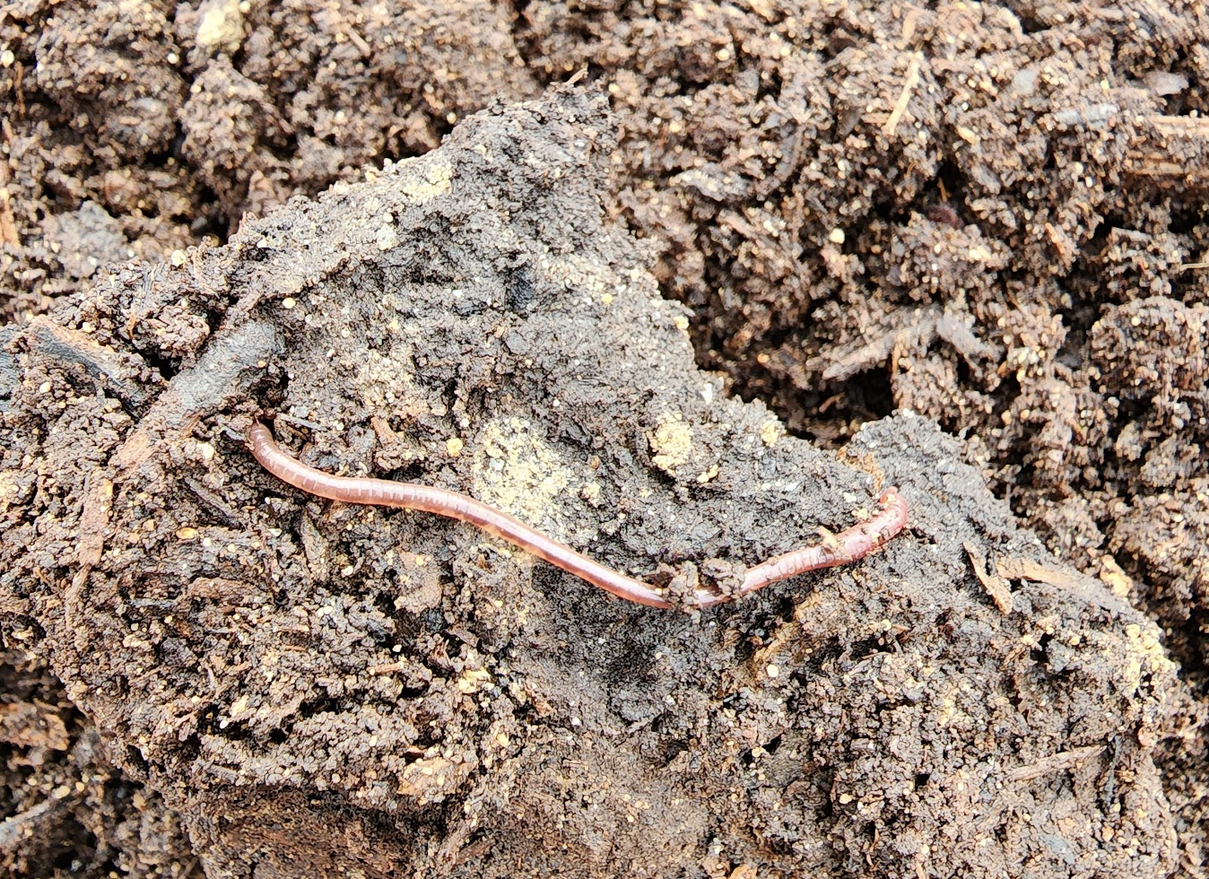 Vermicompost and Vermicomposting Supplies